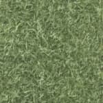 Cricket Green
